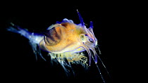 Prawn larvae (Plesiopenaeus armatus) swimming, a seep sea species from Atlantic Ocean off Cape Verde. Captive.