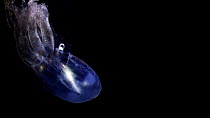 Adult Deepsea pelagic octopod (Vitreledonella richardi) swimming downwards before disappearing into the darkness, Atlantic Ocean, close to Cape Verde. Controlled conditions.