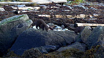 Adult Eurasian otter (Lutra lutra) defecating on shoreline to mark territory before walking away with her pup following close behind, Norway.