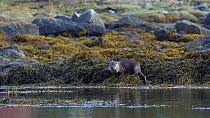 Adult Eurasian otter (Lutra lutra) and pup eating crabs on seaweed cover rocks, pup finishes and joins the her as she finishes eating, they both then enter the water and swim away, Norway.