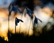 Snowdrop (Galanthus nivalis) flowering, silhouetted at sunset, London, UK, February