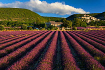 Lavender field with the village of Banon in the background, Provence, France. July