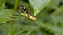Green grasshopper (Eumastacidae Erianthus serratus) walking across leaf, feeding briefly before stretching its hind leg and continuing feeding, Western Thailand.