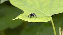 Macro shot of Jumping spider (Salticidae sp.) walking to edge of leaf, assessing surroundings before jumping out of shot, Western Thailand.