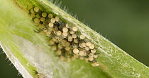 Close up of spiderlings in a nursery made from blade of folder grass, Western Thailand.