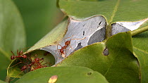 Weaver ant (Oecophylla sp.) workers using larval silk to construct the nest, Western Thailand.