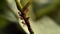 Macro shot of Weaver ant (Oecophylla smaragdina) workers milking honeydew from treehoppers, Western Thailand.