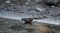 Spotted necked dove (Streptopelia chinensis) drinking at the edge of river before walking away out of frame, Western Thailand.
