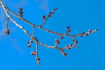 Leaf buds of Japanese elm (Ulmus davidiana var. japonica), one of the favored foods of Japanese dwarf flying squirrels (Pteromys volans orii), Hokkaido, Japan.