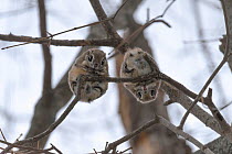 Pair of Japanese dwarf flying squirrels (Pteromys volans orii) during the reproductive season, on branch looking down, Hokkaido, Japan. The female is on the left, male right.
