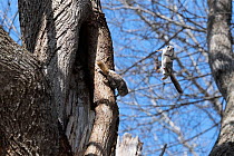 Male Japanese dwarf flying squirrels (Pteromys volans orii) fighting for the right to mate with a female, Hokkaido, Japan. The interloper has been body-slammed off the tree by the resident male.
