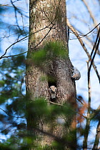 Male Japanese dwarf flying squirrels (Pteromys volans orii) competing for females in breeding season. Hokkaido, Japan.