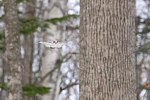 Japanese dwarf flying squirrel (Pteromys volans orii) gliding through snowy forest, Hokkaido, Japan.