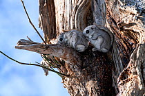 Pair of Japanese dwarf flying squirrels (Pteromys volans orii) shortly before mating (the female is in front). Hokkaido, Japan.