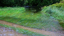 The River Brathay having burst its banks and flooding a path following a June record amount of rain falling in 24 hours, Ambleside, Lake District, UK.