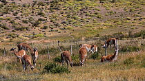 Herd of Guanacos (Lama guanicoe) grazing in grassland, Torres del Paine National Park, Patagonia, Chile, January.