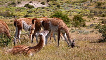 Guanaco (Lama guanicoe) lying down in grassland with rest of herd grazing in the background, Torres del Paine National Park, Patagonia, Chile, January.