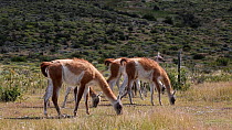Herd of Guanacos (Lama guanicoe) grazing in grassland, Torres del Paine National Park, Patagonia, Chile, January.