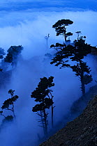 Guadalupe Island pine trees (Pinus radiata var. binata) in fog, Guadalupe Island Biosphere Reserve, off the coast of Baja California, Mexico, February