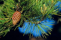 Guadalupe Island pine tree (Pinus radiata var. binata) cone, Guadalupe Island Biosphere Reserve, off the coast of Baja California, Mexico, February