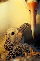 Laysan albatross (Phoebastria immutabilis) chick in the nest,Guadalupe Island Biosphere Reserve, off the coast of Baja California, Mexico, February