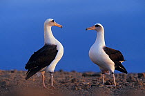 Laysan albatross (Phoebastria immutabilis) pair about to skypoint as part of the courtship, Guadalupe Island Biosphere Reserve, off the coast of Baja California, Mexico, February. Sequence 1 of 2