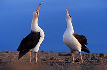 Laysan albatross (Phoebastria immutabilis) pair skypointing as part of the courtship, Guadalupe Island Biosphere Reserve, off the coast of Baja California, Mexico, February. Sequence 2 of 2