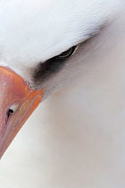 Laysan albatross (Phoebastria immutabilis) head, eye, beak detail,Guadalupe Island Biosphere Reserve, off the coast of Baja California, Mexico, April