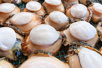 Green abalone (Haliotis fulgens) ready to be exported from island, Guadalupe Island Biosphere Reserve, off the coast of Baja California, Mexico, April