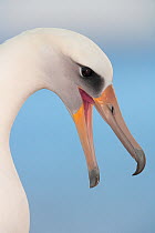 Laysan albatross (Phoebastria immutabilis) calling mate,Guadalupe Island Biosphere Reserve, off the coast of Baja California, Mexico, March