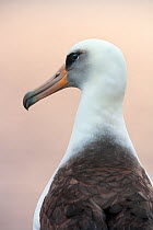 Laysan albatross (Phoebastria immutabilis),Guadalupe Island Biosphere Reserve, off the coast of Baja California, Mexico, March