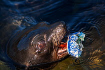 Guadalupe fur seal (Arctocephalus townsendi) pup with discarded metal can scrap attached to lower mandible, Guadalupe Island Biosphere Reserve, off the coast of Baja California, Mexico, April