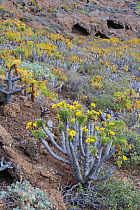 Giant coreopsis (coreopsis gigantea) inside the crater, Zapato Islet, Guadalupe Island Biosphere Reserve, off the coast of Baja California, Mexico, April