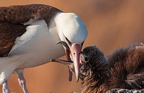 Laysan albatross (Phoebastria immutabilis) feeding chick,Guadalupe Island Biosphere Reserve, off the coast of Baja California, Mexico, April