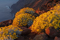 Guadalupe Island white sage (Senecio palmeri) blooming on clifftop, Guadalupe Island Biosphere Reserve, off the coast of Baja California, Mexico, April