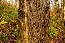 Wych elm (Ulmus glabra) bark in winter, ancient woodland, Herefordshire, England, UK. December, focus stacked.