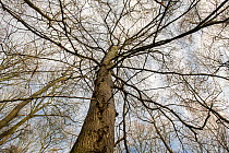 Wych elm (Ulmus glabra) tree canopy in winter, ancient woodland, Herefordshire, England, UK. December.