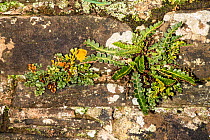 Rustyback Fern (Ceterach officinarum) and Wall-rue (Asplenium ruta-muraria) growing on sandstone wall, Herefordshire, England, December, focus stacked.