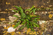 Rustyback Fern (Ceterach officinarum), growing on sandstone wall, Herefordshire, England, December, focus stacked.
