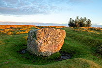 The Whetstone on Hergest Ridge, a glacial erratic boulder, composed of gabbro, Herefordshire, England, November.