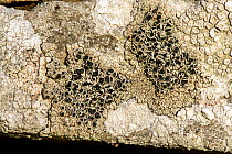 Crustose lichens on Silurian limestone stone wall with Black apothecia (Tephromela atra), Lecanora rupicola and Ochrolechia parella, Bradnor Hill, Herefordshire, England, November, focus stacked.