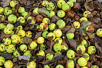 Crab apples (Malus sylvestris), windfalls with Apple scab, Herrock Hill, Herefordshire, England, UK. November