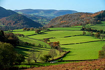 Llanfihangel / Colva Hill background and Worsell Wood and Stanner Rocks National Nature Reserve midframe and the Back Brook glacial and meltwater valley, with shepherd moving sheep, Herefordshire/Radn...