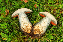 Lurid bolete mushroom (Suillellus luridus), cut in half to display blue staining, garden lawn, Herefordshire Plateau, England, UK. August.