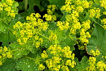Lady&#39;s mantle (Alchemilla mollis) with raindrops, naturalised in garden, Herefordshire Plateau, England, June, Focus stacked.