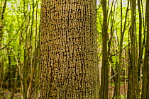 Small-leaved lime (Tilia cordata) tree with holes made by Great spotted woodpeckers (Dendrocopus major), Shrawley Wood SSSI, Worcestershire, England, UK.