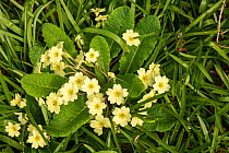 Primrose (Primula vulgaris) in ancient woodland, Herefordshire Plateau, England, UK. April,