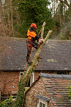Tree surgeon felling Goat Willow (Salix caprea) which is damaging a building, Herefordshire Plateau, England, UK. January.