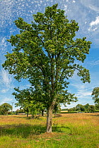 Perry pear (Pyrus communis) tree in old orchard, Herefordshire Plateau, England, UK. July.