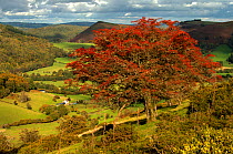 Ancient hawthorn (Crataegus monogyna) with berries and stripped of leaves, Hergest Ridge looking across to Herrock Hill, Herefordshire / Radnorshire border, UK. October,